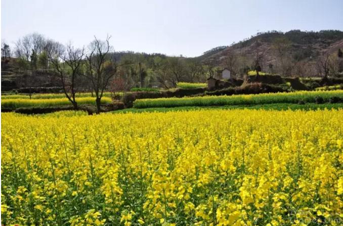 季节限定旅行全攻略，樱花、红叶、油菜花最佳赏时与地点速查